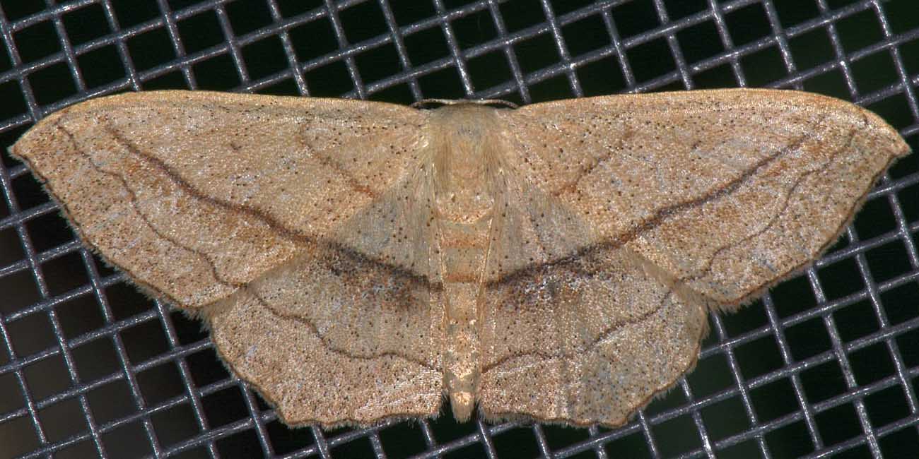 Geometridae da id - Scopula (Calothysanis) imitaria